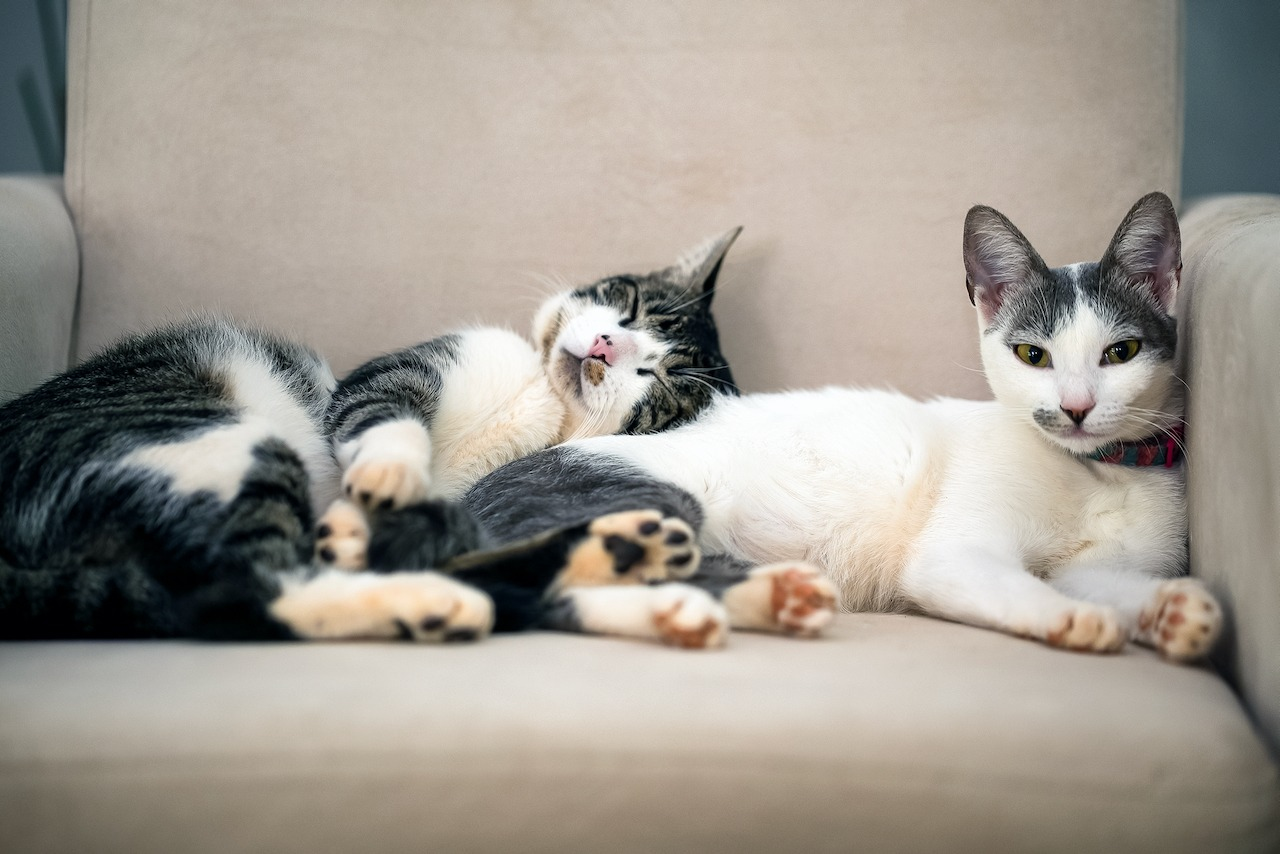 Hund, Katze, Maus: So werden aus neuem Partner und Haustier beste Freunde…